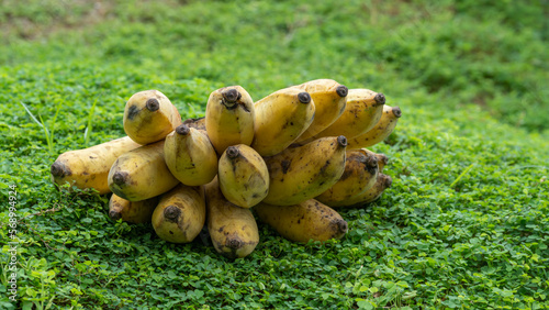 Naturally ripened bunch of sweet eating bananas on a bed of garden clover.