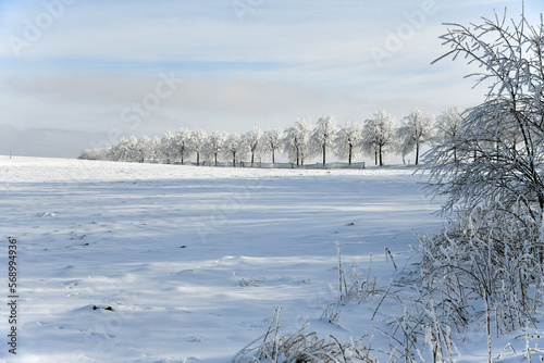 Landstraße mit schneebedeckten Bäumen photo
