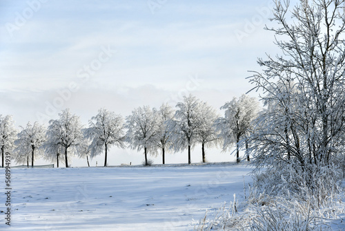 Landstraße mit schneebedeckten Bäumen photo