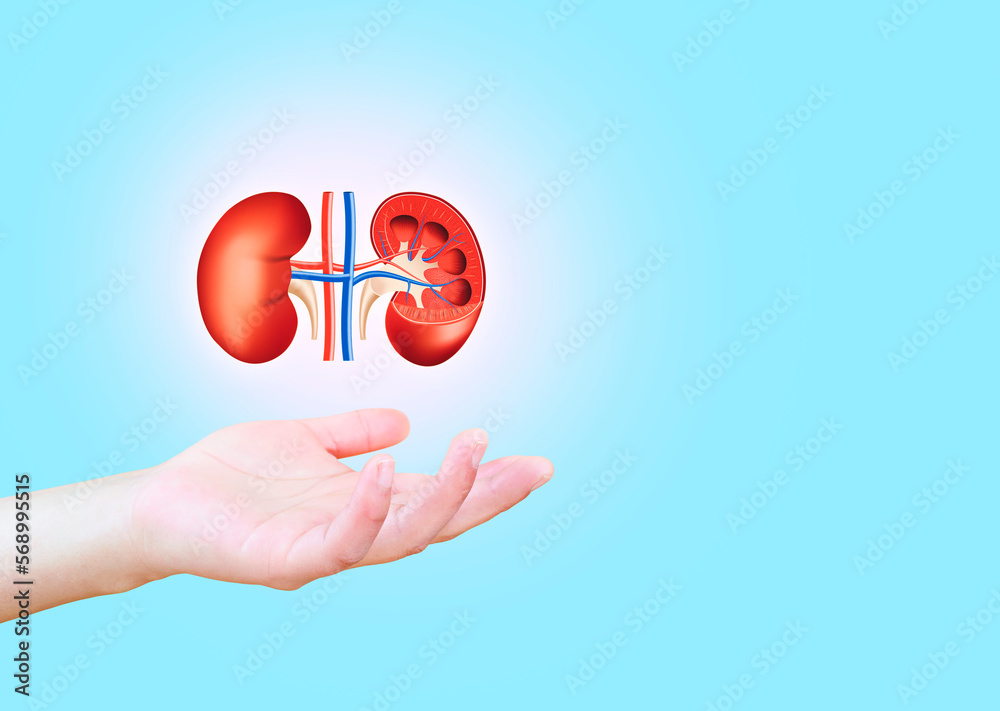 Nephrology, medical care for kidney problems. Kidneys isolated on light