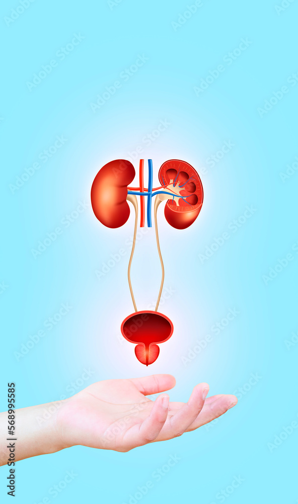 Nephrology, medical care for kidney problems. Kidneys, bladder and