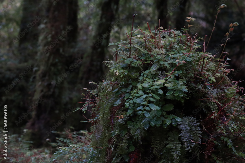 Fototapeta premium moss covered tree