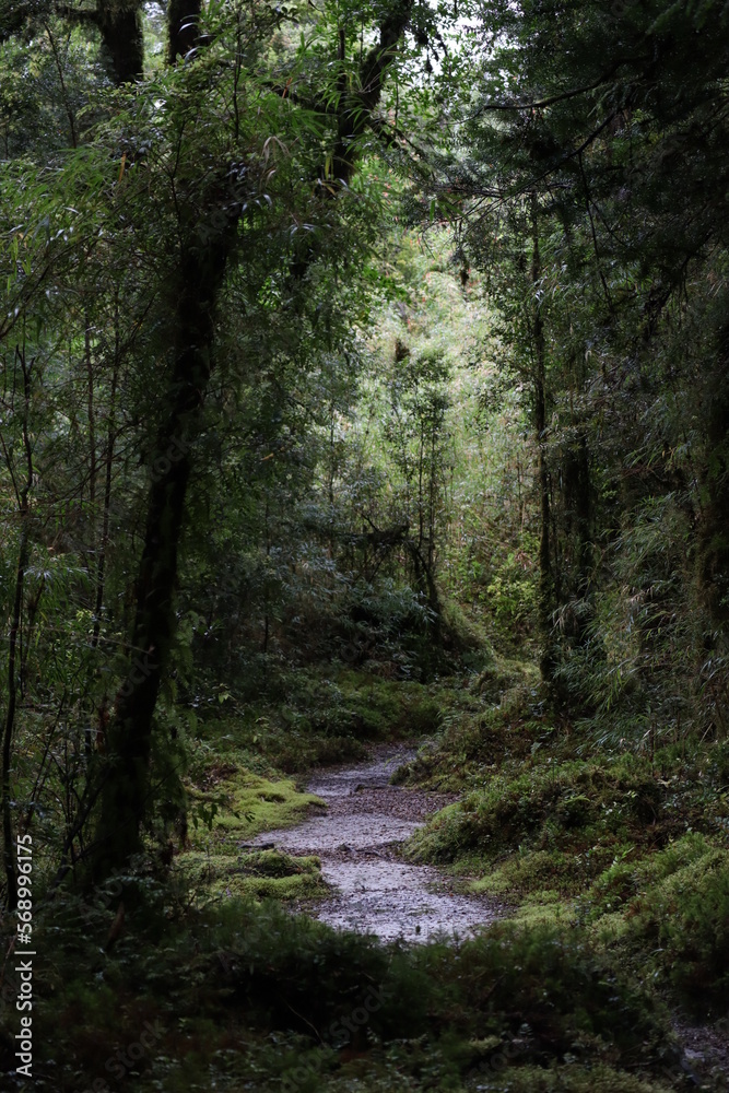 path in the woods