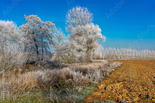 trees in winter