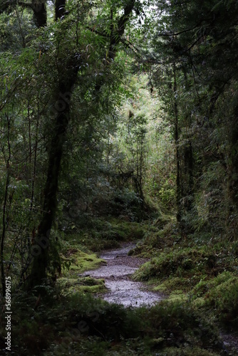 path in the woods