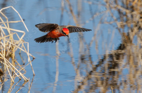 Vermilion flycatcher (Pyrocephalus rubinus) male hunting over lake, Brazos Bend State Park, Texas, USA. photo