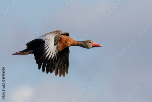 Black-bellied whistling duck (Dendrocygna autumnalis) flying, Brazos Bend State Park, Needville, Texas, USA