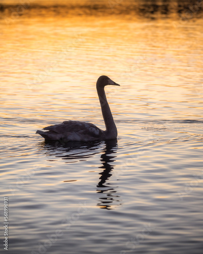 Fototapeta Naklejka Na Ścianę i Meble -  茨城県水戸市　野鳥とともに迎える日の出直後の服の千波湖の朝