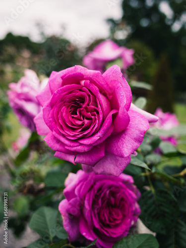 pink roses in a garden