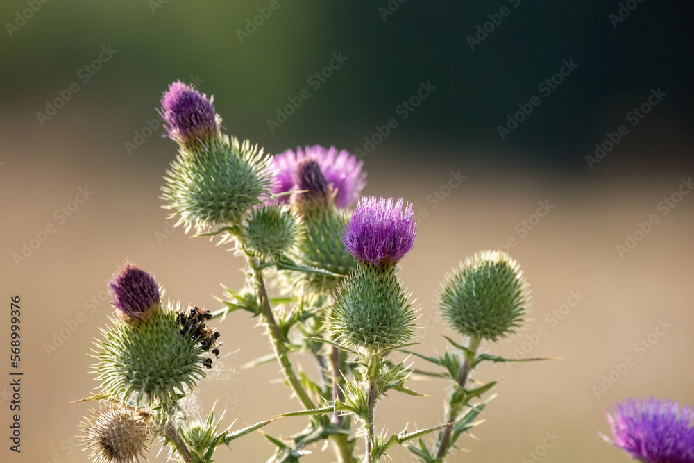 Silybum marianum or milk thistle purple flower is used in medicine. Silybum marianum or milk thistle purple flower is used in medicine.