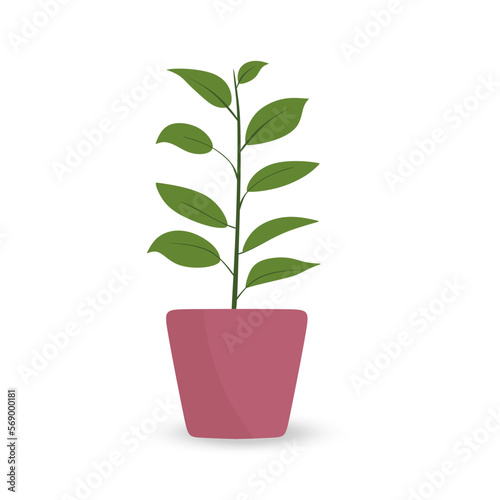 House plant Ficus elastica in pot. House plant in Flat style design. Ficus elastica, Rubber tree or Indian rubber bush. Indoor plant Isolated on white background. vector illustration