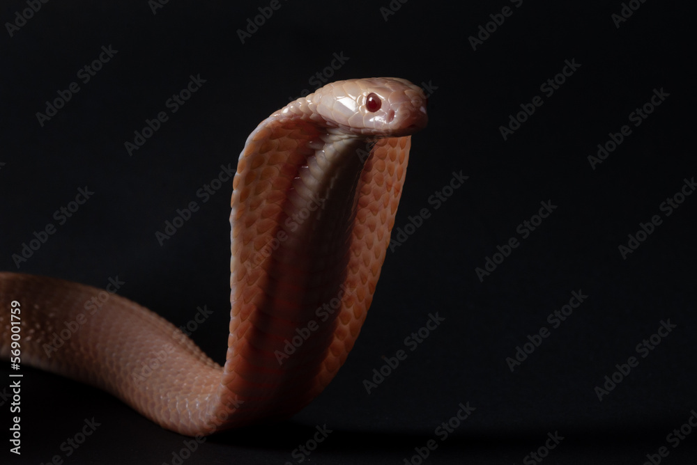 Fototapeta premium An albino javan spitting cobra naja sputatrix on solid black background 