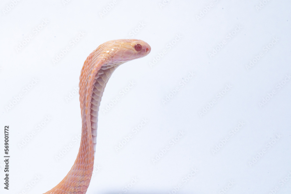 Fototapeta premium An albino javan spitting cobra naja sputatrix on solid white background 