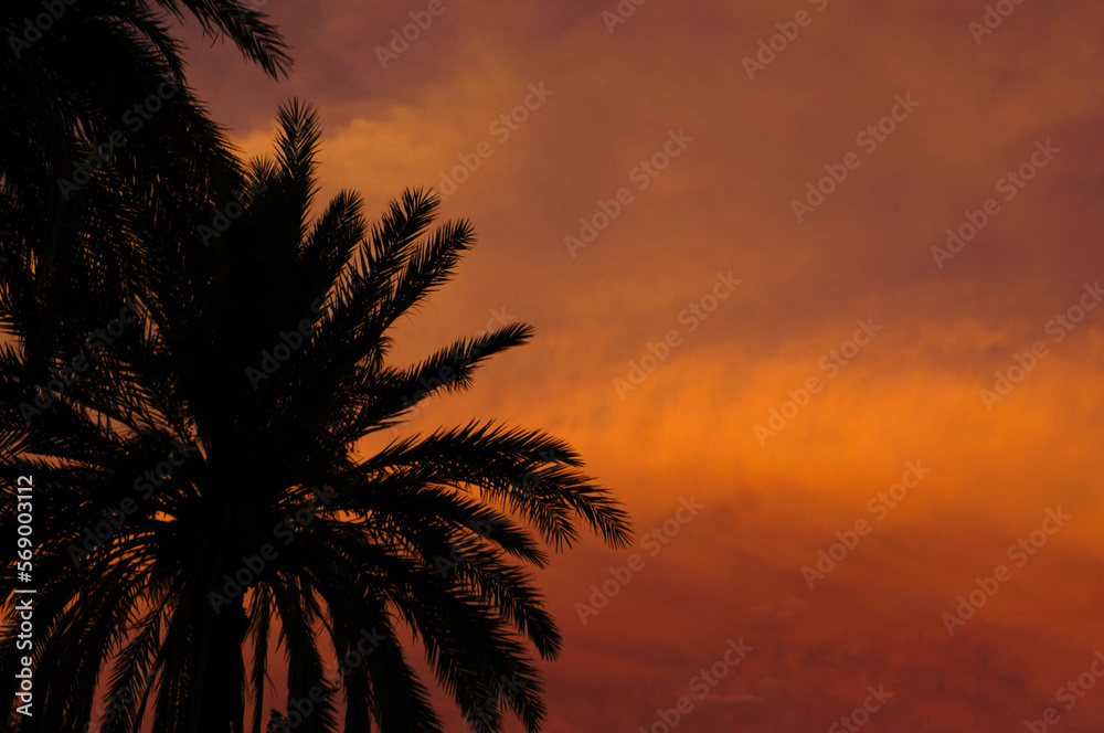 Palm in a Sunset 7
