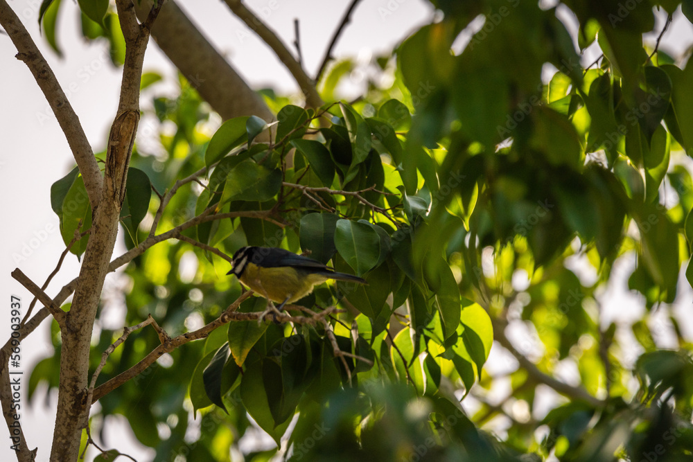Pájaro posado en la rama de un árbol.