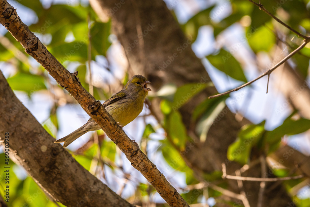 Pájaro posado en la rama de un árbol. Pájaro posado en la rama de un árbol.