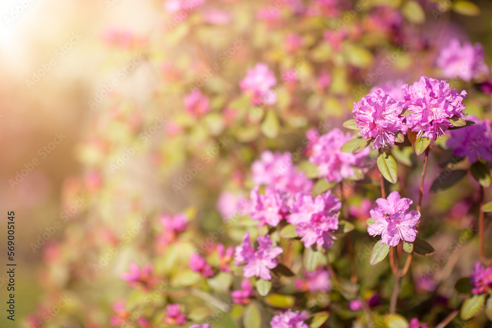 background with blooming spring pink flowers	
