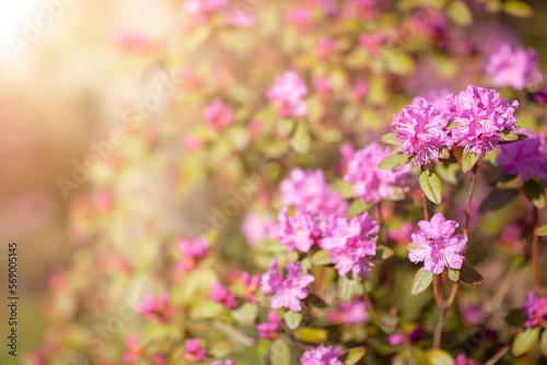 background with blooming spring pink flowers 