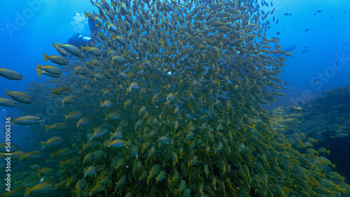 Underwater photo of a huge school of fish (Yellow Snappers) at a coral reef.