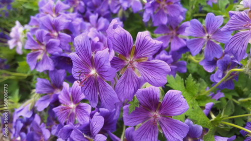 blau lila Blume Staude Geranium  Blüte Nahaufnahme 