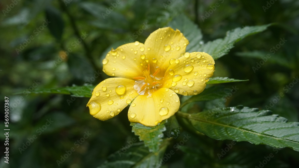 Obraz premium Una flor en la ducha