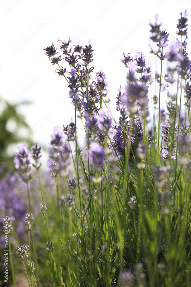 Naklejka premium Beautiful blooming lavender field on summer day, closeup