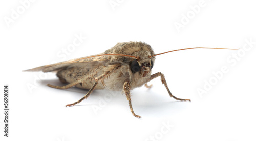 Single Hoplodrina ambigua moth isolated on white