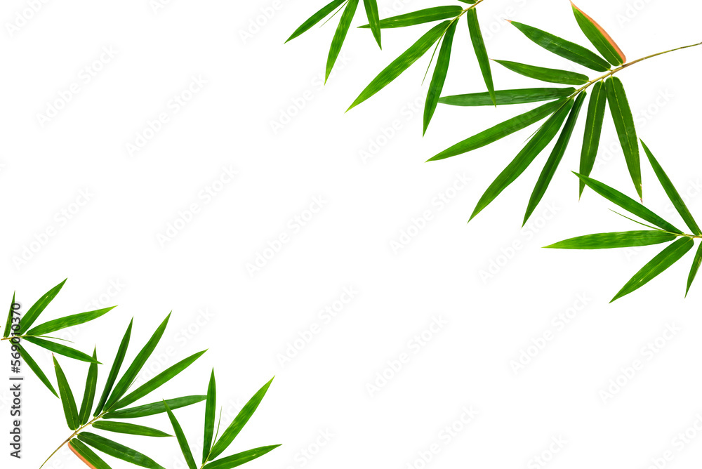 Fototapeta premium Flat lay of bamboo leaves isolated on white