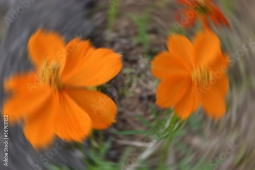 Radial Blurry Colored Floral Background Of Cosmos Sulphureus. Art Image. Spring Season Concept. Defocused.