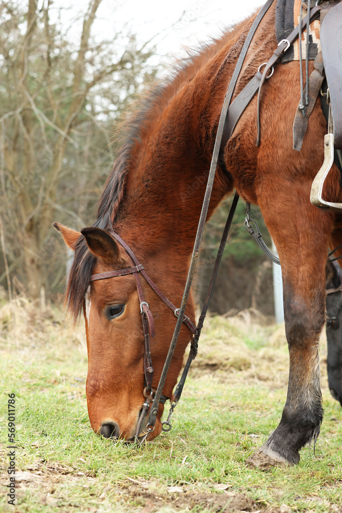 Adorable chestnut horse grazing outdoors. Lovely domesticated pet Adorable chestnut horse grazing outdoors. Lovely domesticated pet