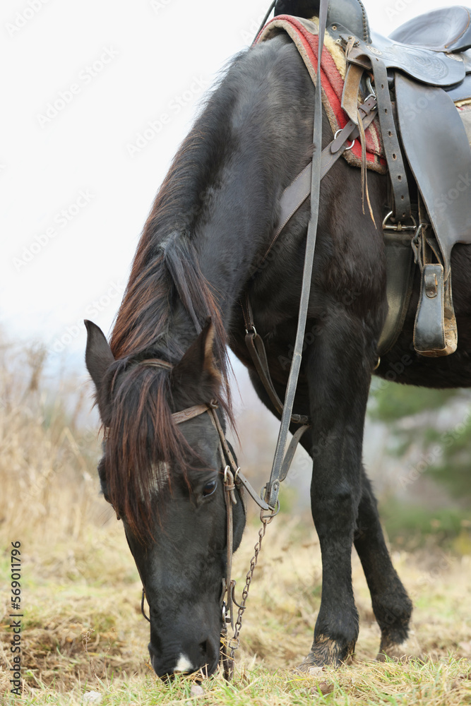 Obraz premium Adorable black horse grazing outdoors. Lovely domesticated pet