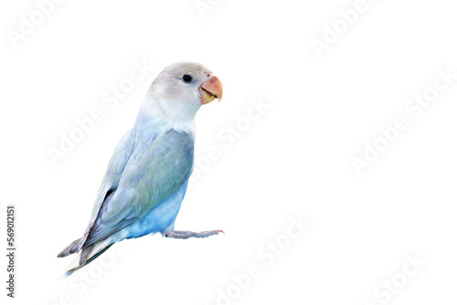 Cute of Lovebird parrot isolated on transparent background png file