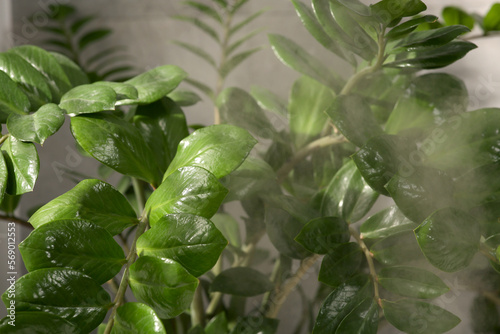 Beautiful green houseplant and steam indoors, closeup view. Air humidification photo