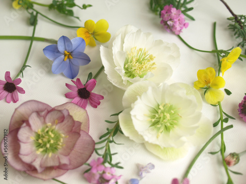 沢山の春の花の花びら、クリスマスローズとビオラの花、白背景、背景素材 © yuri-ab
