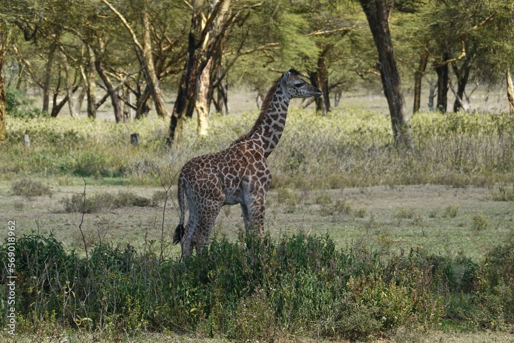 Kenya - Lake Naivasha - Sanctuary Farm - Giraffe Kenya - Lake Naivasha - Sanctuary Farm - Giraffe