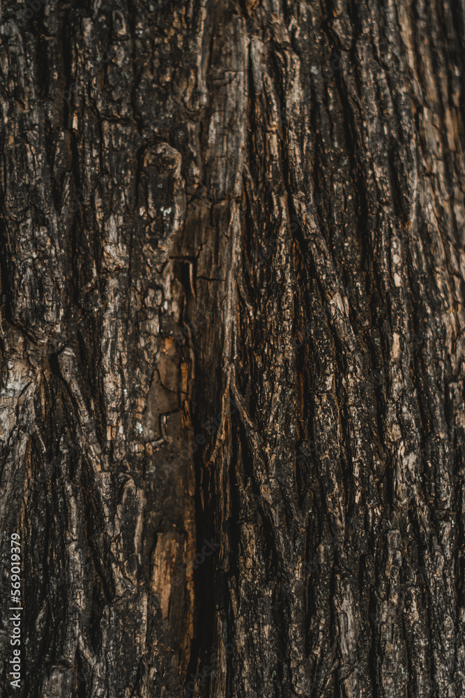 Obraz premium Texture of a tree