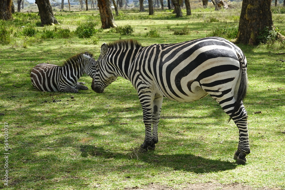 Kenya - Lake Naivasha - Sanctuary Farm - Zebra Kenya - Lake Naivasha - Sanctuary Farm - Zebra