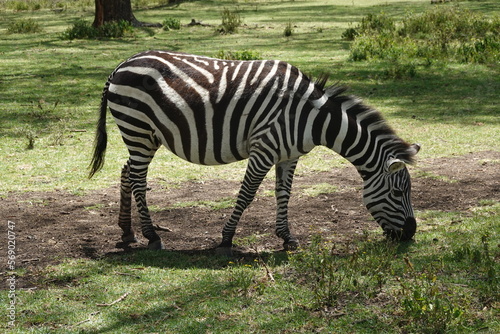 Kenya - Lake Naivasha - Sanctuary Farm - Zebra