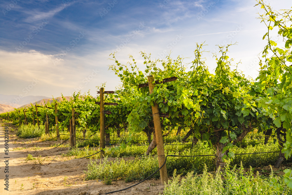 Naklejka premium Vineyard in California. A beautiful view of a vineyard, mountains and cloudy sky on background, California