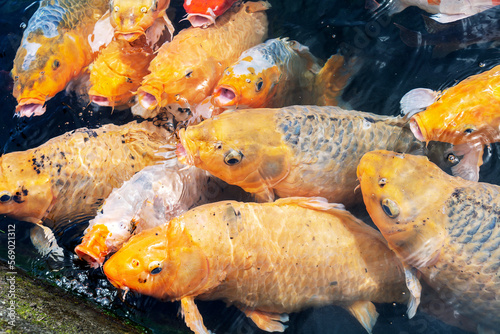 Process of feeding goldfish in a pond. Goldfish accumulation.