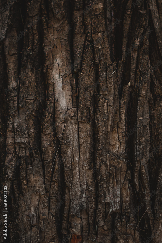 Obraz premium Texture