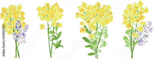 水彩画。菜の花の装飾ベクターイラスト。水彩タッチの菜の花。Watercolor painting. Rape blossoms decoration vector illustration. Rape blossoms with watercolor touch.