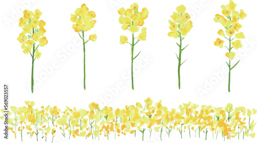 水彩画。菜の花の装飾ベクターイラスト。水彩タッチの菜の花。Watercolor painting. Rape blossoms decoration vector illustration. Rape blossoms with watercolor touch.