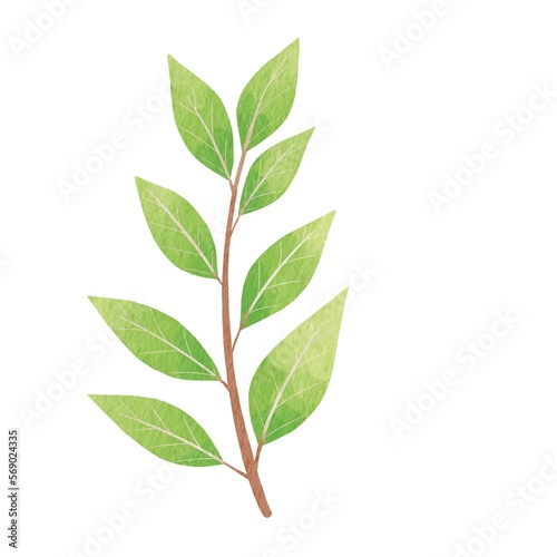 Bunch of green leaves watercolor illustration for decoration on nature and floral concept.