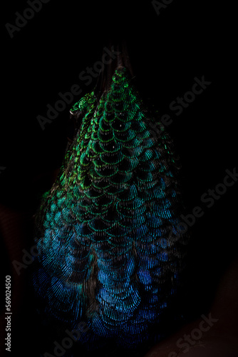 hummingbird feathers with iridescence close up