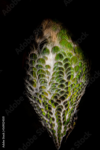 hummingbird feathers with iridescence close up