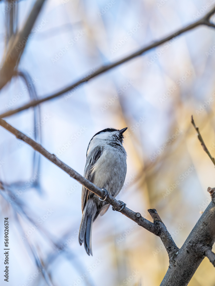 Fototapeta premium Cute bird the willow tit, song bird sitting on a branch without leaves in the winter.