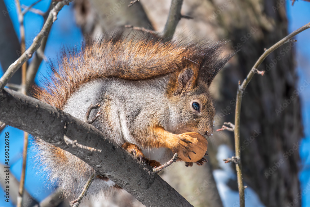 The squirrel with nut sits on tree in the winter or late autumn