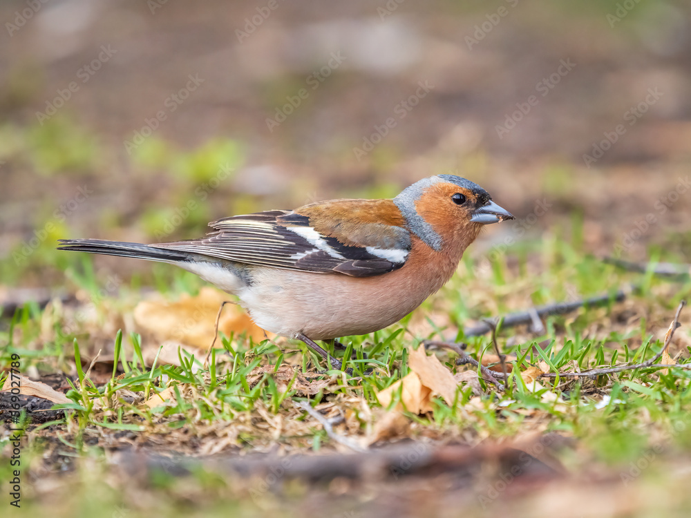 Common chaffinch, Fringilla coelebs, sits on a green lawn in spring. Common chaffinch in wildlife. Common chaffinch, Fringilla coelebs, sits on a green lawn in spring. Common chaffinch in wildlife.