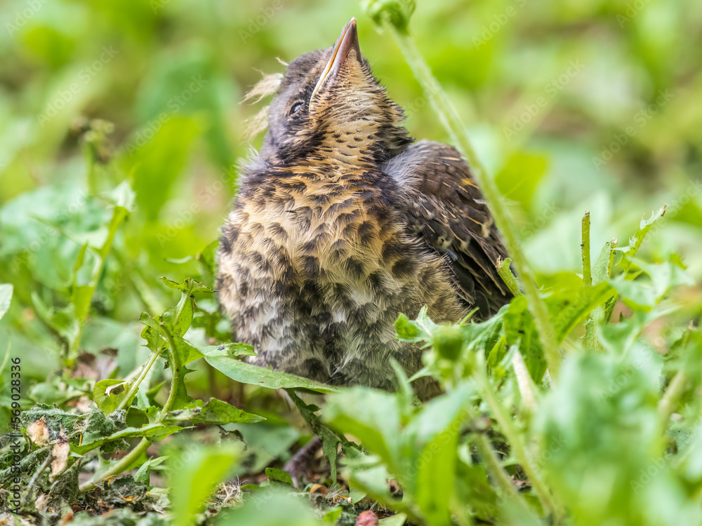 Fototapeta premium A fieldfare chick, Turdus pilaris, has left the nest and sitting on the spring lawn. A fieldfare chick sits on the ground and waits for food from its parents.